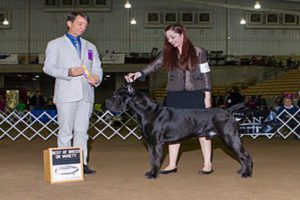 AKC Bronze Grand Champion - HOLTZ - Cane Corso Male