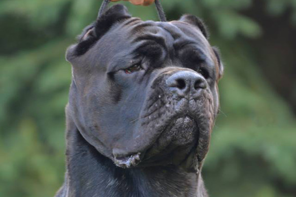 free download cane corso champion bloodlines