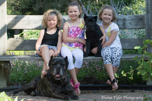 Cane corso with hot sale children