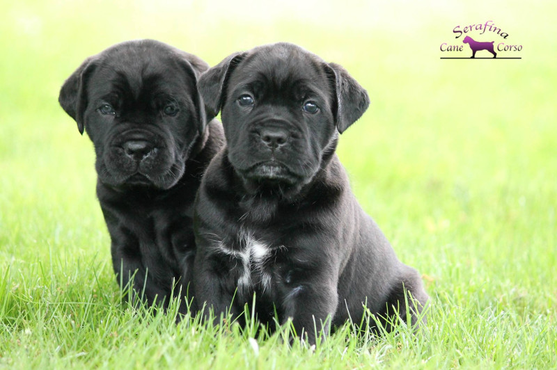 Available Cane Corso Puppies