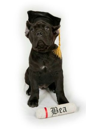 Cane Corso Dog Training