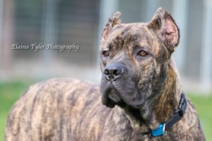 Copper - Male Cane Corso