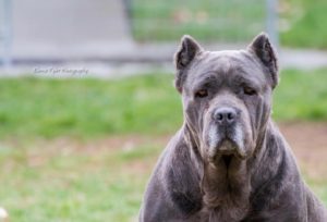 FLAME Female Cane Corso