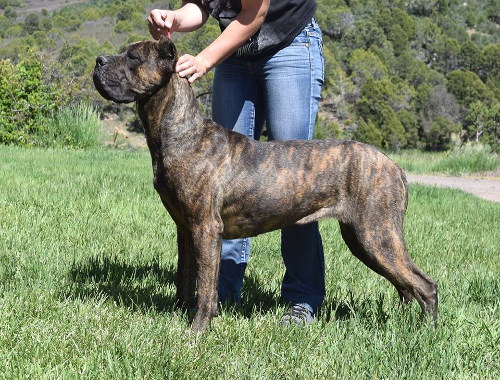 Female cane hot sale corso