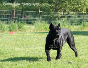 Moya - Cane Corso Female