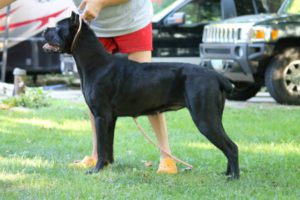 Rousey - Female-Cane-Corso