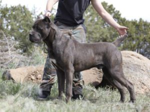 VINO-Male-Cane-Corso-CastleGuard