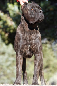 Vader - Male Cane Corso