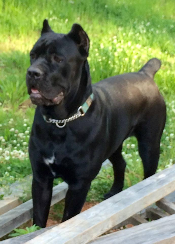 Wickles – Cane Corso Female – Serafina Cane Corso