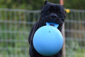 AKC Champion - Hemi - Male Cane Corso