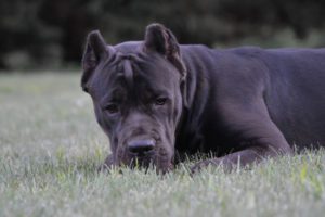 Fiona - AKC CGCA Pointed Cane Corso - Female