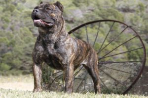 Kodiak - Female - Cane Corso