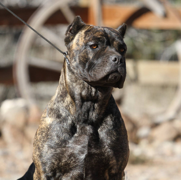 Kodiak – Female – Cane Corso – Serafina Cane Corso