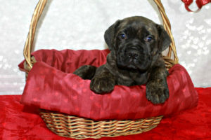 Brindle - Female Cane Corso Puppy