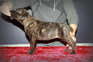 Brindle - Female Cane Corso Puppy