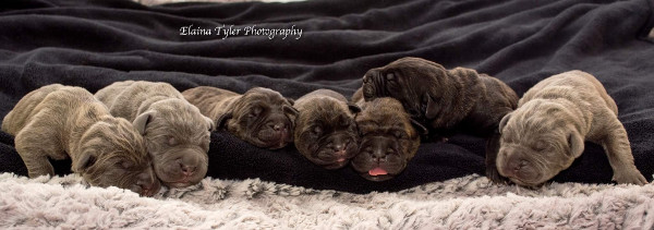 Upcoming Litters - Cane Corso Puppies