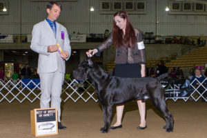 AKC Bronze Grand Champion - Holtz - Male Cane Corso