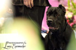 AKC POINTED - Babe - Female Cane Corso