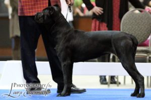 AKC POINTED - Babe - Female Cane Corso