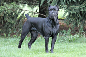 AKC POINTED - Babe - Female Cane Corso