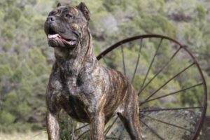 Kodiak - Female Cane Corso