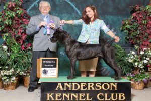 AKC Champion - Liza - Female Cane Corso