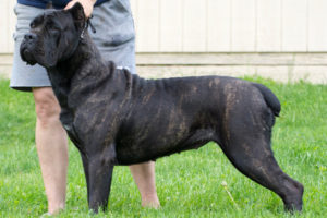 AKC Champion - Liza - Female Cane Corso