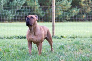 Phoenix - Male Cane Corso