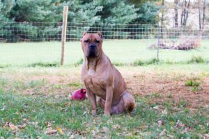 Phoenix - Male Cane Corso