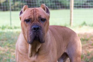 Phoenix - Male Cane Corso