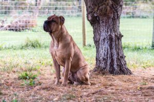 Phoenix - Male Cane Corso