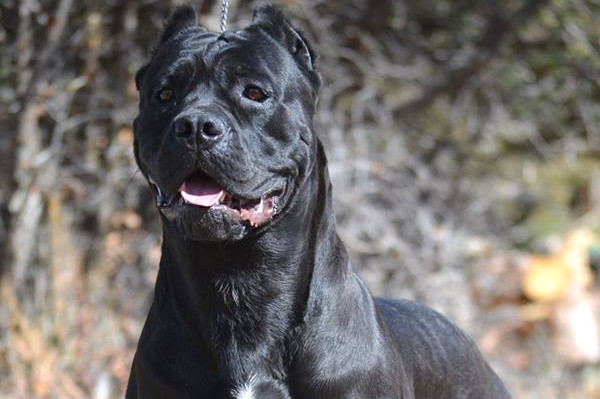 Retired-cane-corso-dogs-7 – Serafina Cane Corso