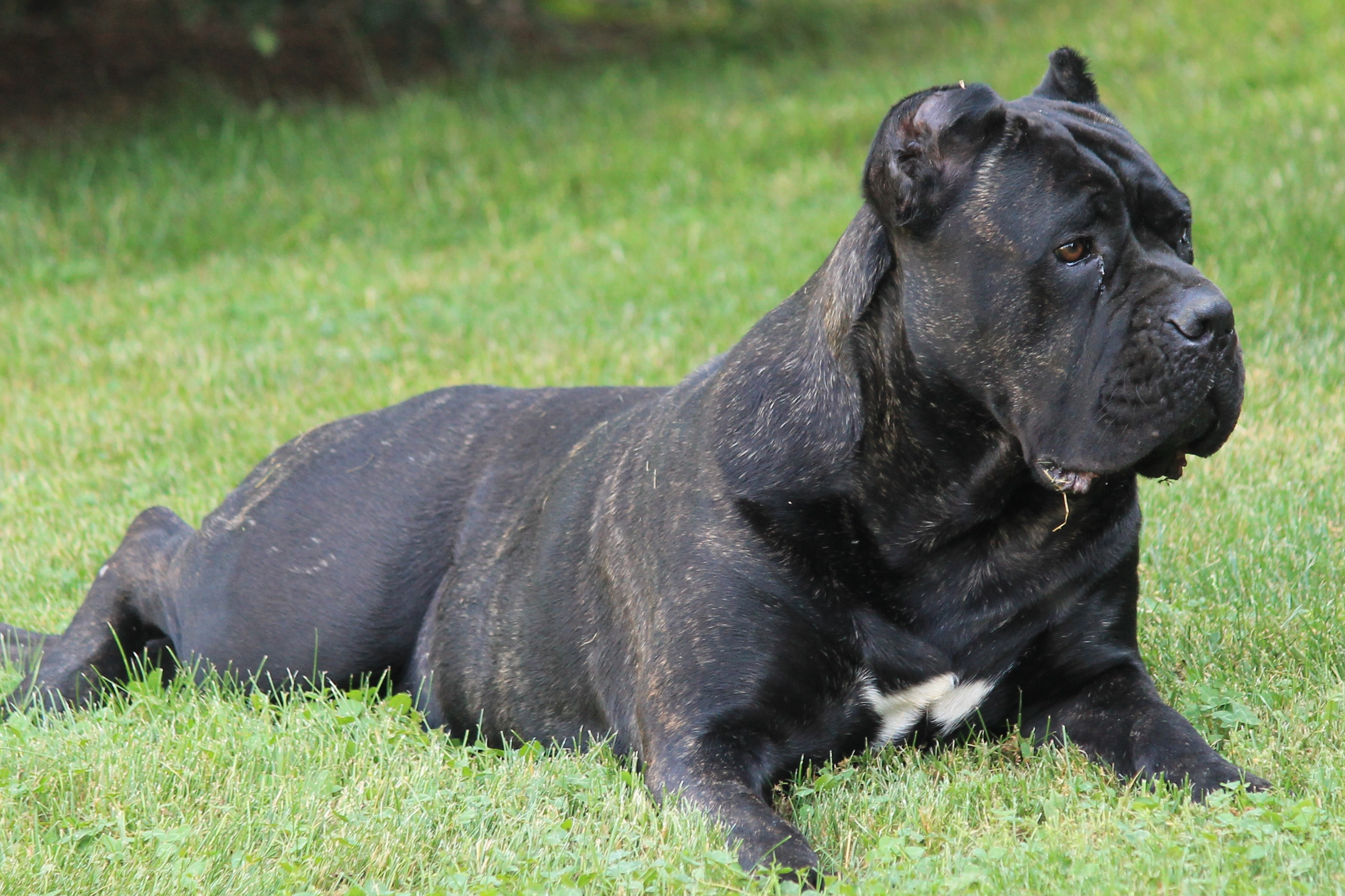 retired-cane-corso-dogs – Serafina Cane Corso