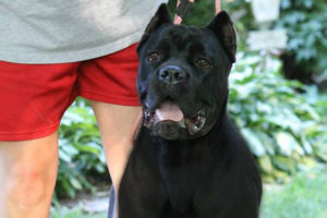 Rousey - Female Cane Corso