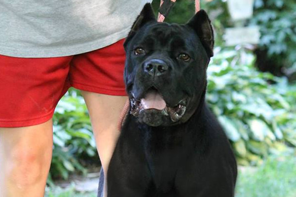 Rousey – Female Cane Corso – Serafina Cane Corso