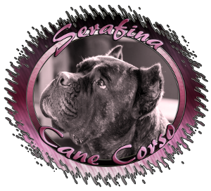 Zara - Serafina Cane Corso - Logo