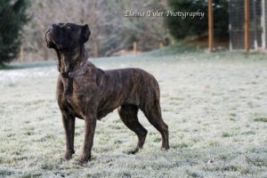 BB - Female Cane Corso