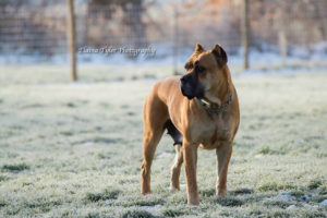 KNOX - AKC Pointed - Female Cane Corso