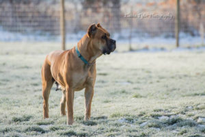 KNOX - AKC Pointed - Female Cane Corso