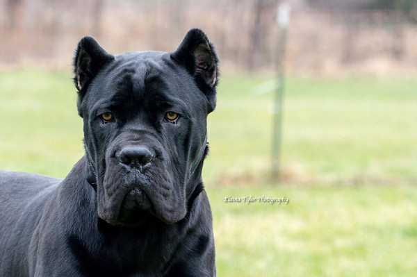 GRIMM-Male-Cane-Corso-1 – Serafina Cane Corso