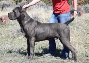 VINO Male Cane Corso