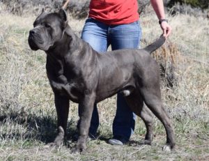 VINO Male Cane Corso