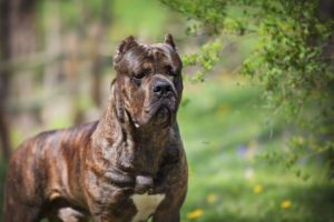 AKC Champion Mensa Male Cane Corso