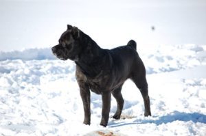 MIA Female Cane Corso