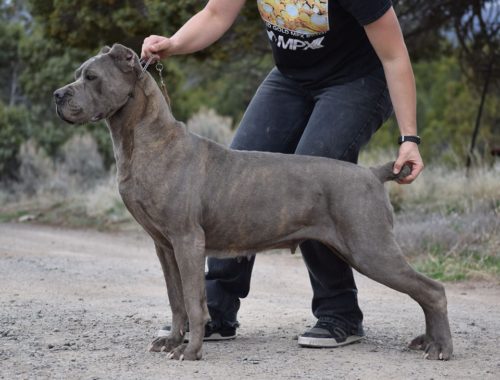 Female Cane Corso For Sale Goldenacresdogscom