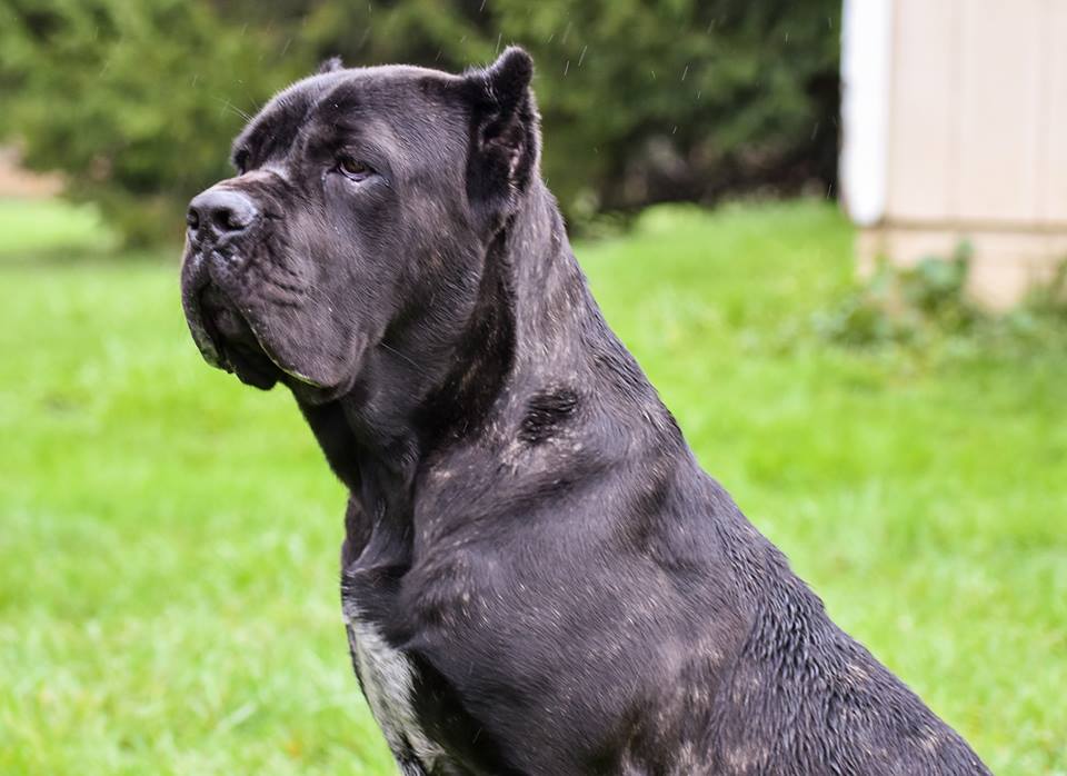 elpie-grown – Serafina Cane Corso