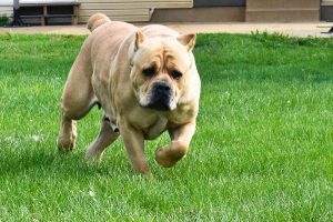 Goldie Female Cane Corso