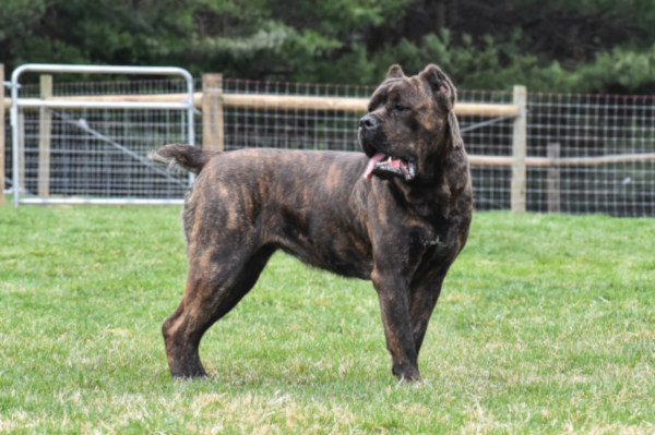 cane corso mass