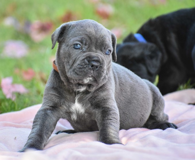 available cane corso puppies