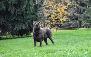 Rebel-Female-Cane-Corso-for-Placement